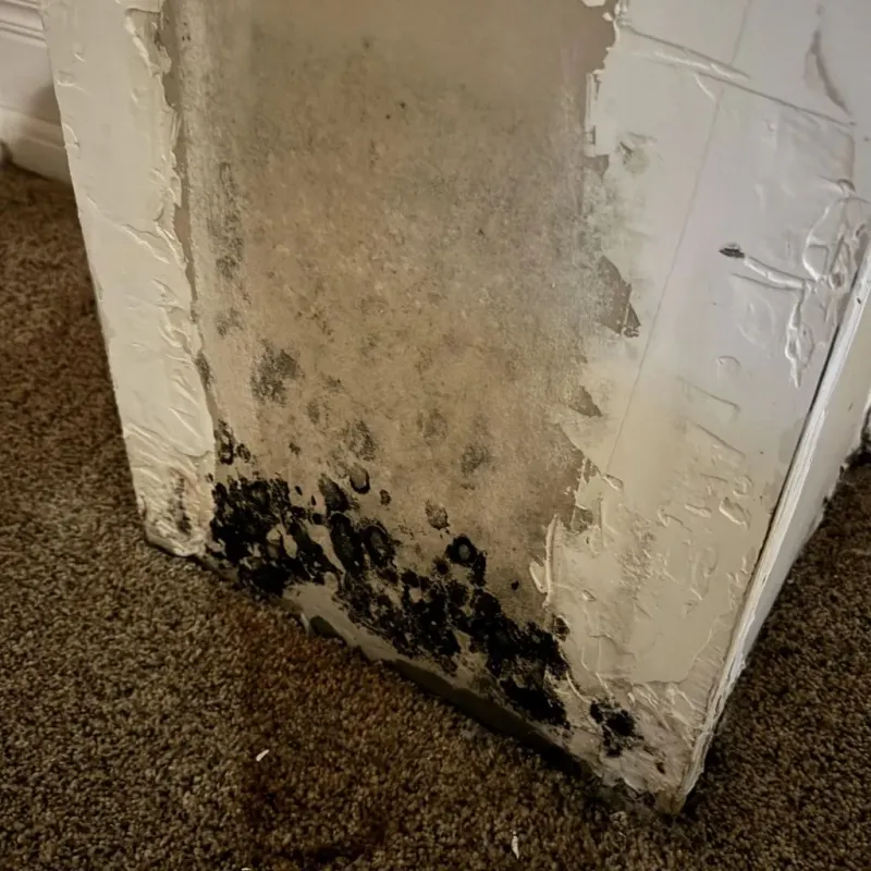 Professional Mold Removal in Thornton, NH
